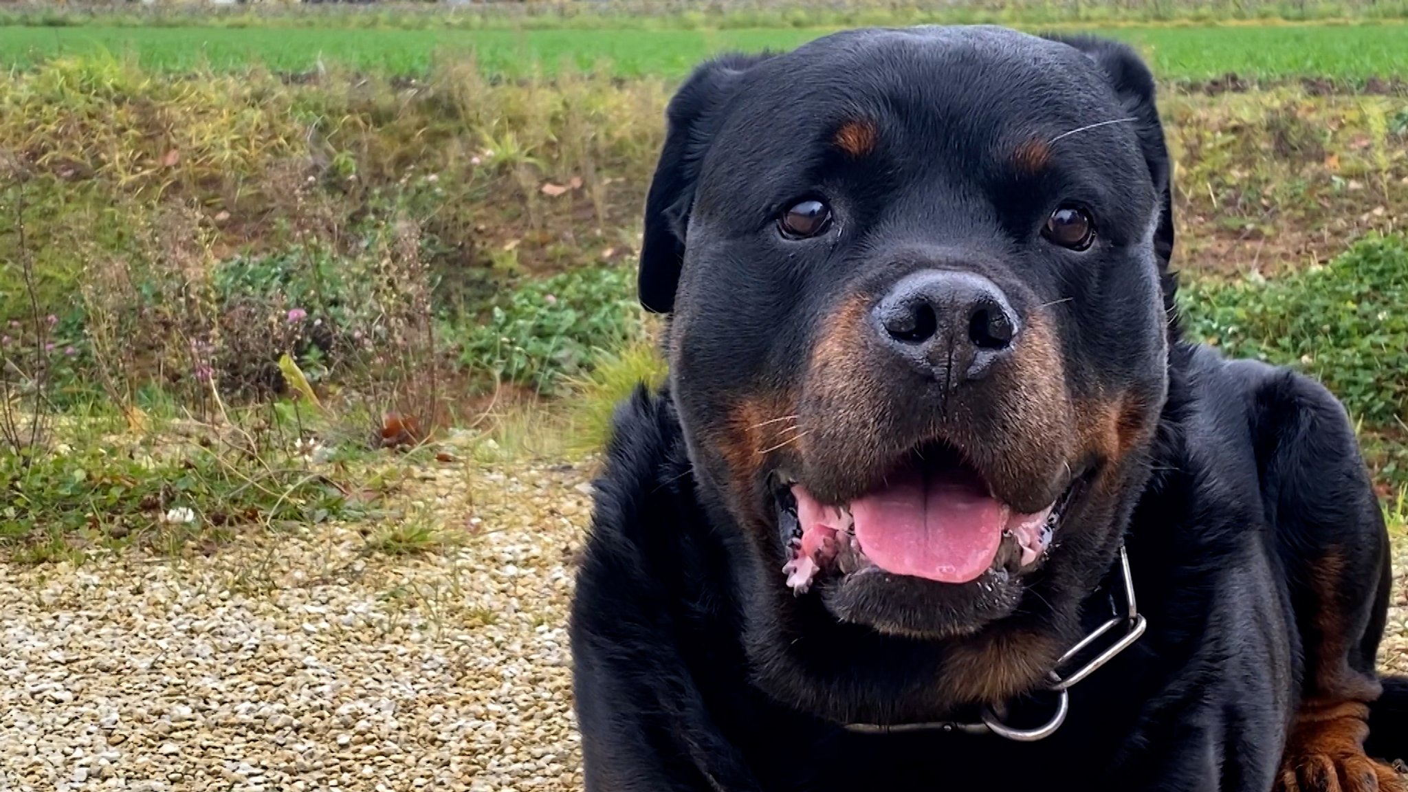 Rottweiler "Bonsai" aus Amberg. 