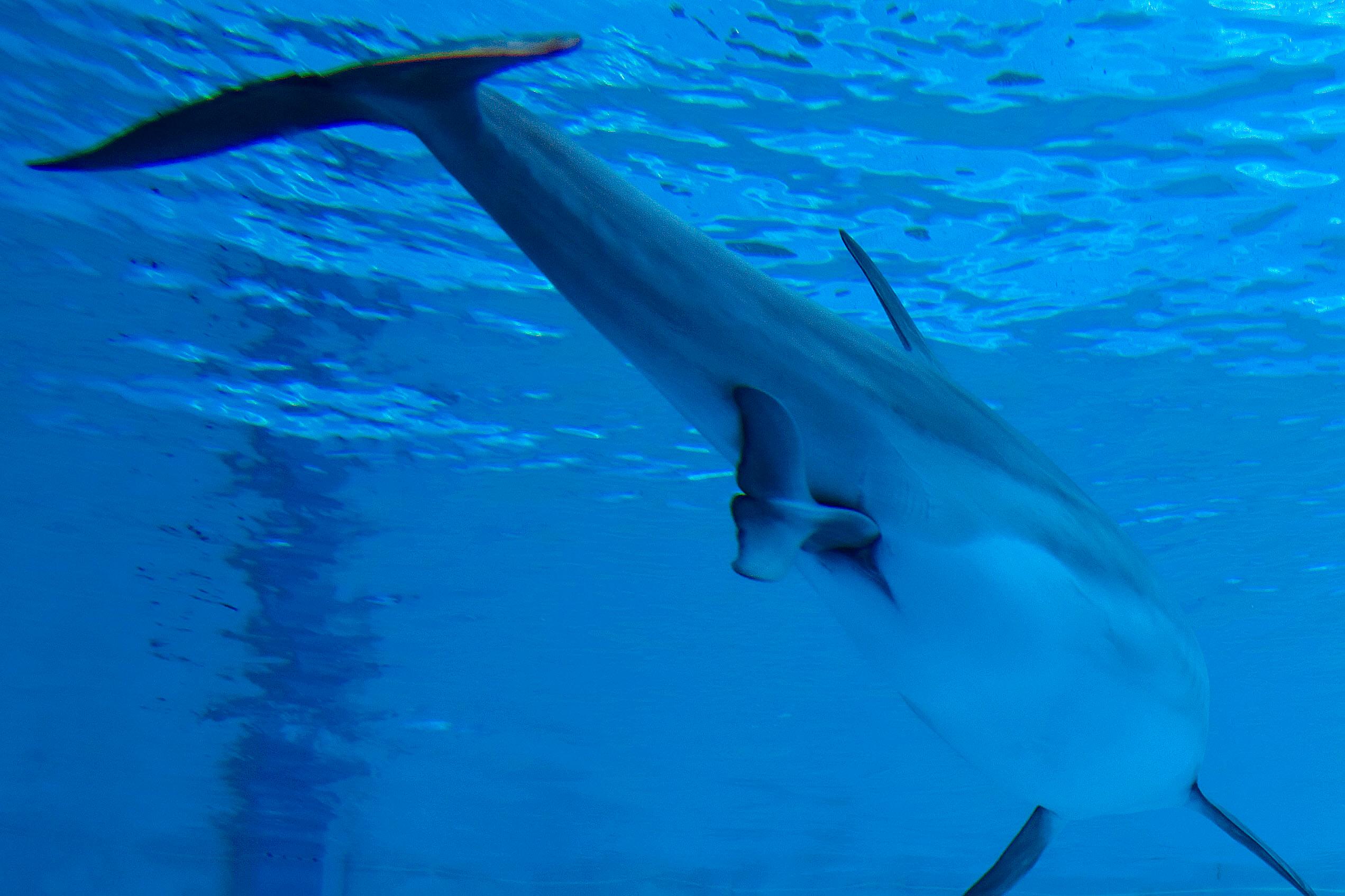 (Symbolbild) Ein Delfin bei einer Geburt