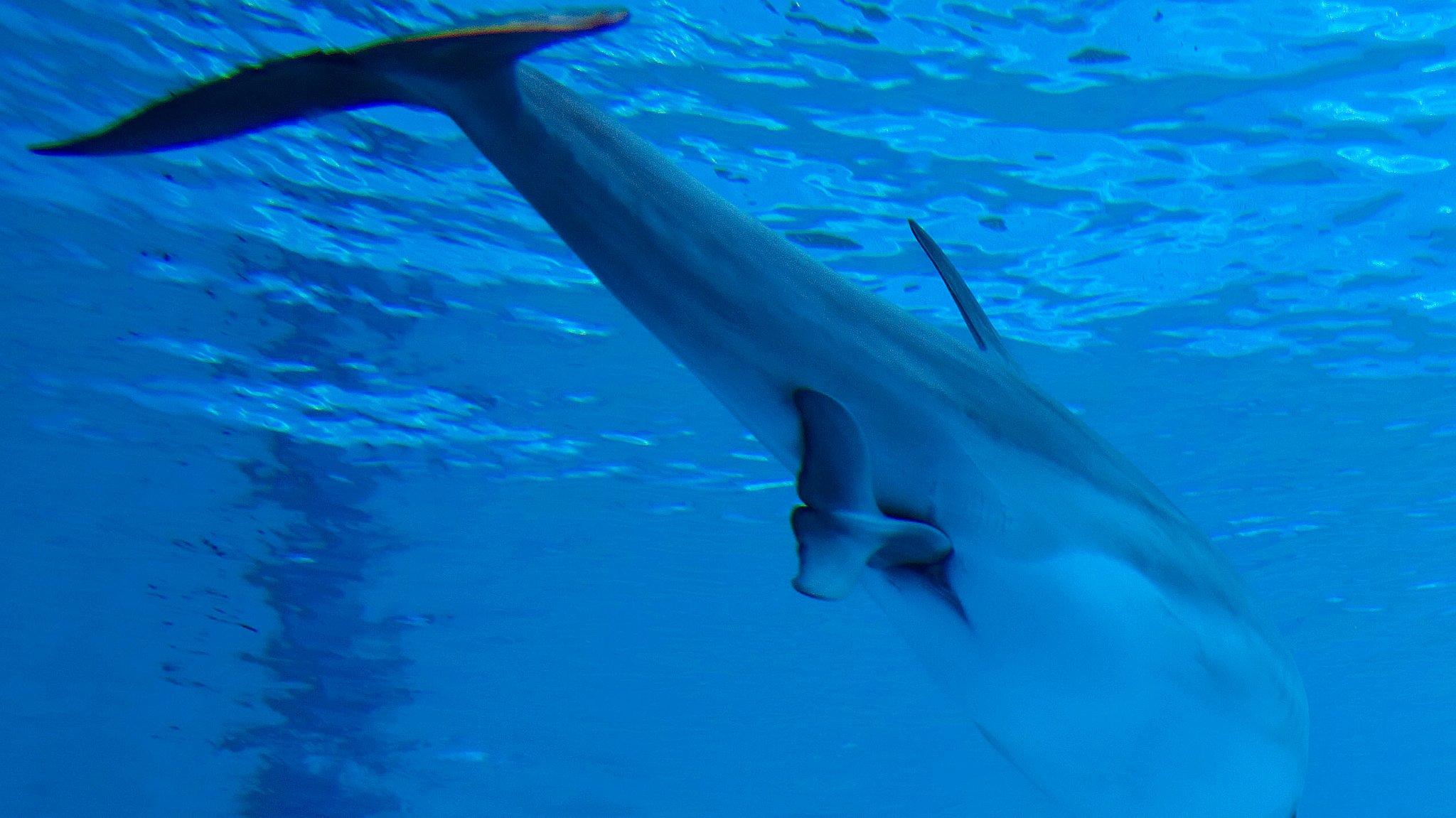 (Symbolbild) Ein Delfin bei einer Geburt | Bild: picture alliance / Mary Evans Picture Library | Augusto Leandro Stanzani / arde (Symbolbild) Ein Delfin bei einer Geburt