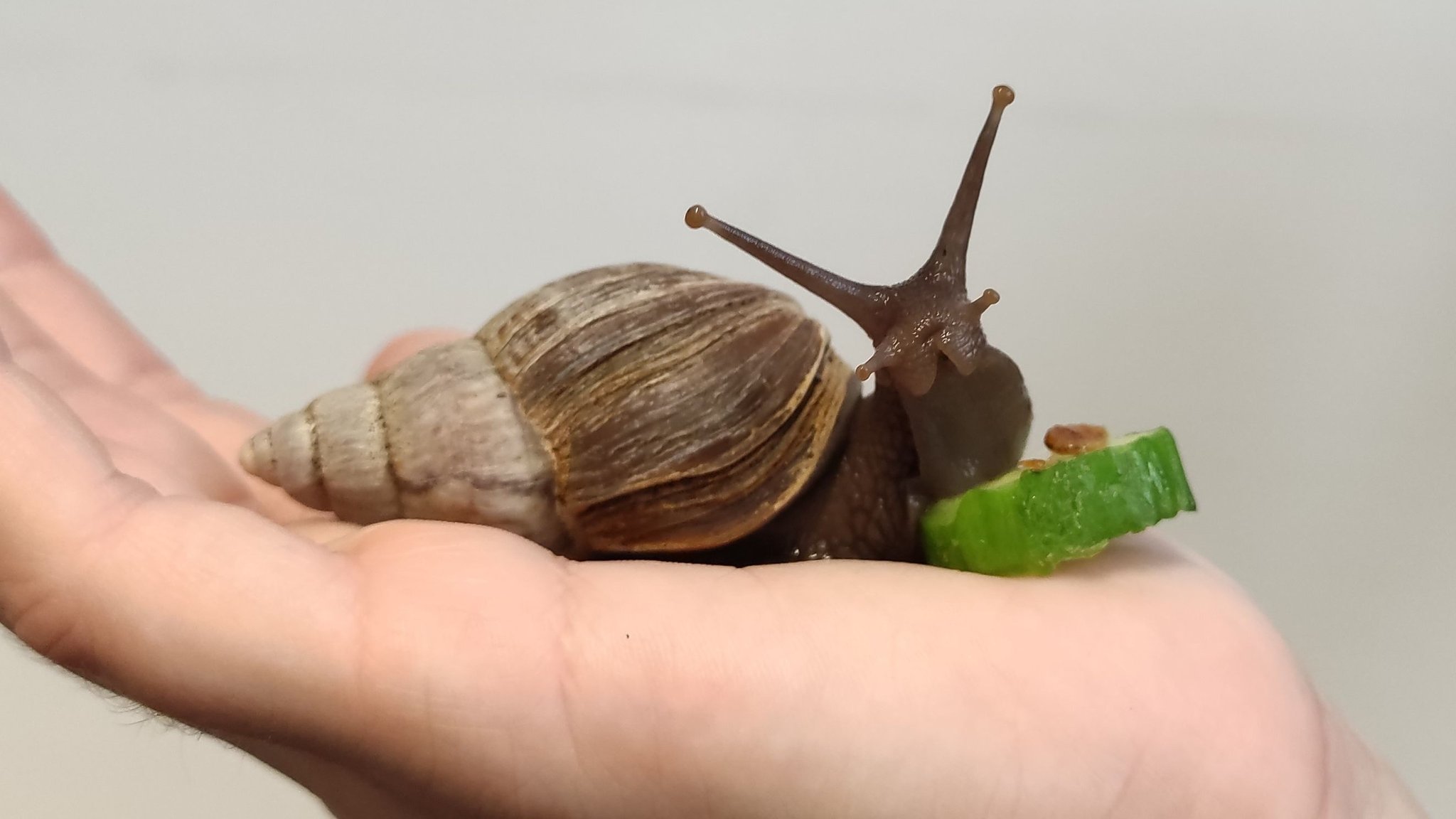 In einer Passauer Klinik helfen Schnecken bei der Therapie.