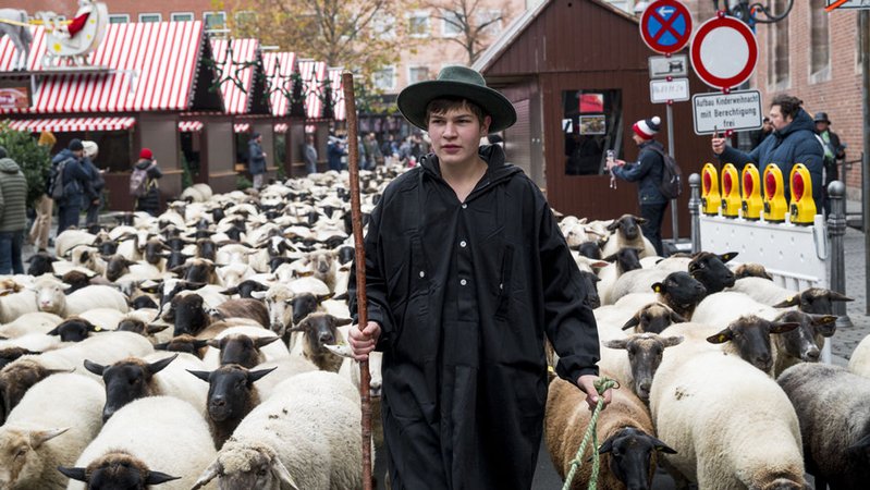 Hunderte Schafe ziehen durch Nürnberg | Bild: dpa-Bildfunk/Daniel Vogl Hunderte Schafe ziehen durch Nürnberg