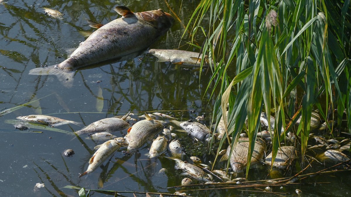 Symbolbild: Mehrere tote Fische zwischen Wasserpflanzen