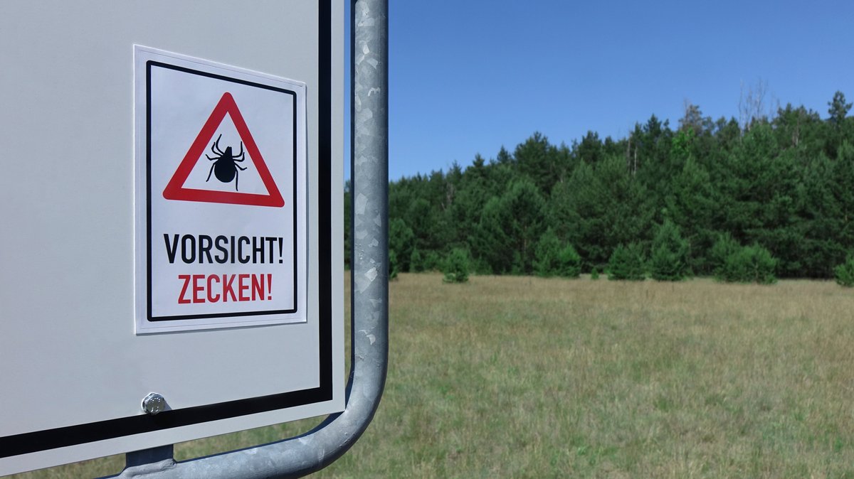 Zeckenalarm in Bayern: Borreliose-Fälle deutlich gestiegen
