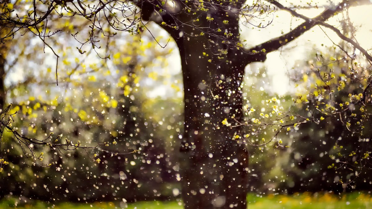 Ein Baum im Hintergrund, Blütenstaub und Regentropfen