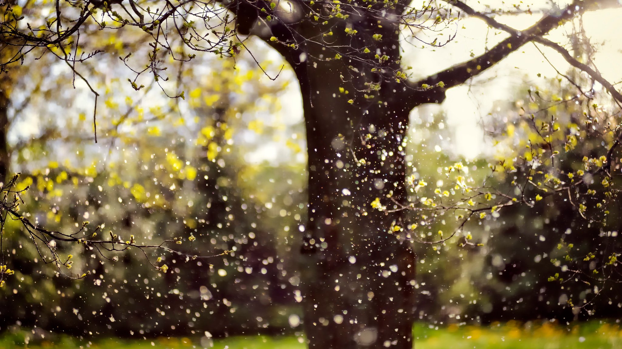 Warum Heuschnupfen bei Regen schlimmer wird