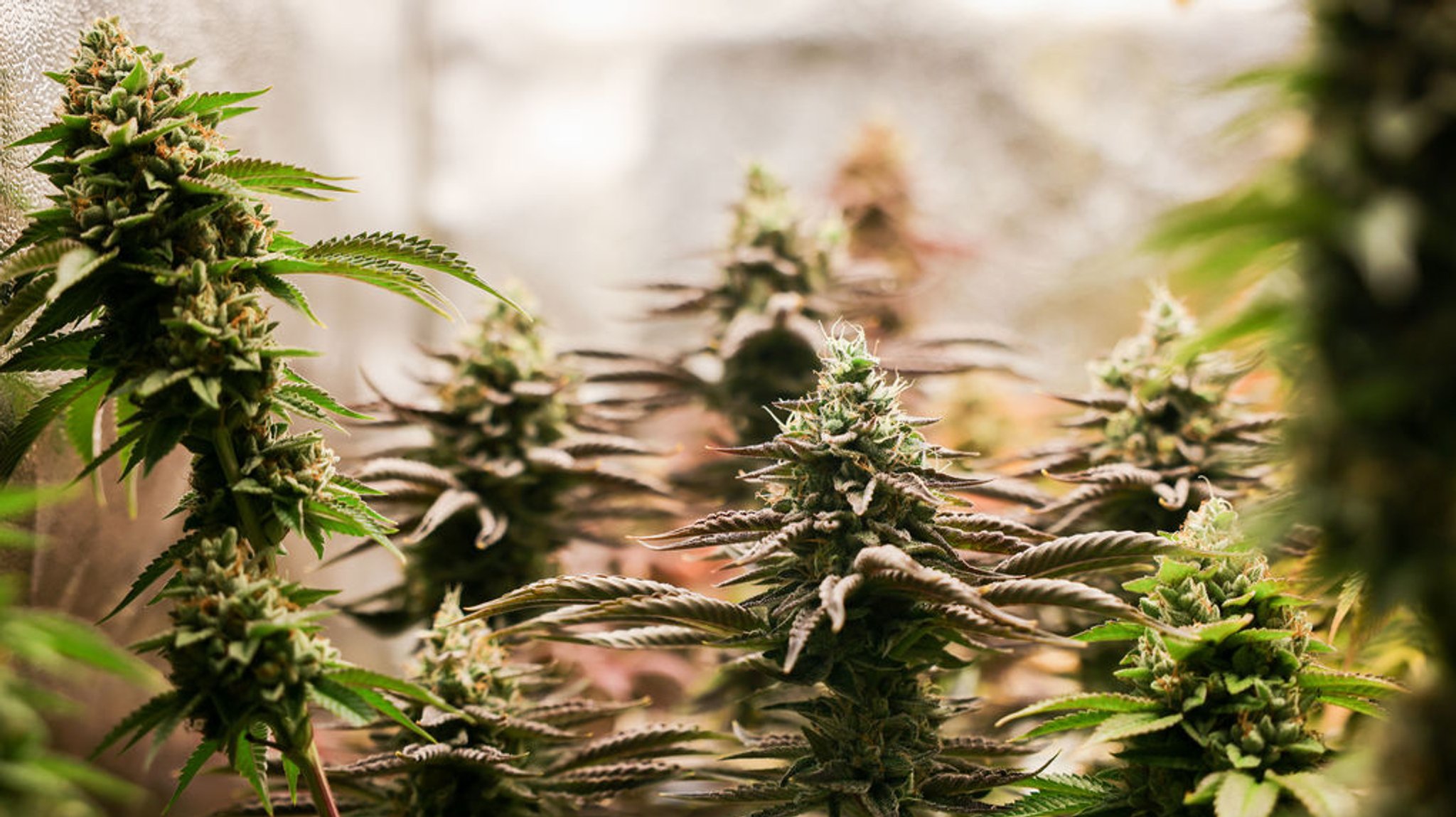 Cannabis-Club gibt auf – der einzige Bayerns mit Cannabisausgabe