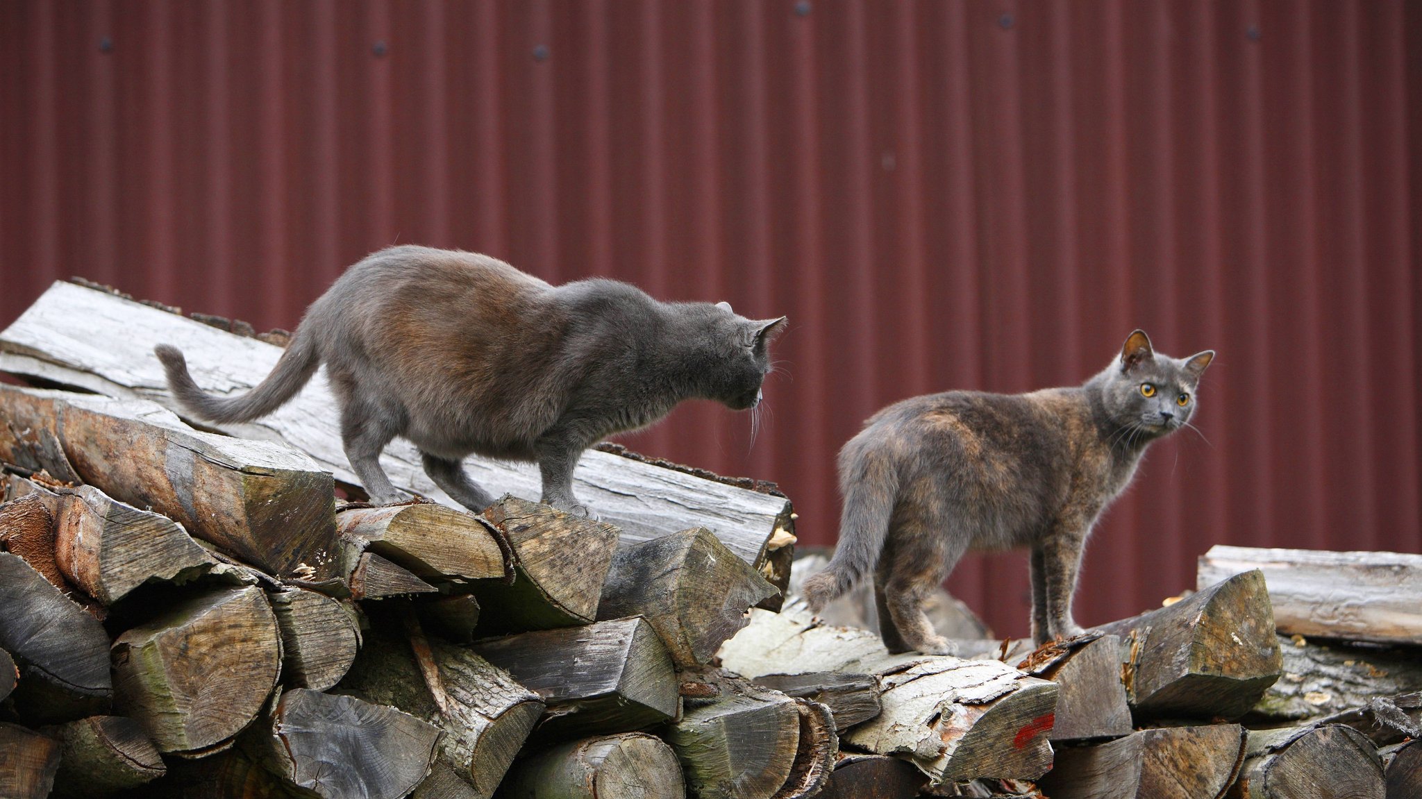 Freigängerkatzen auf einem Holzstapel.