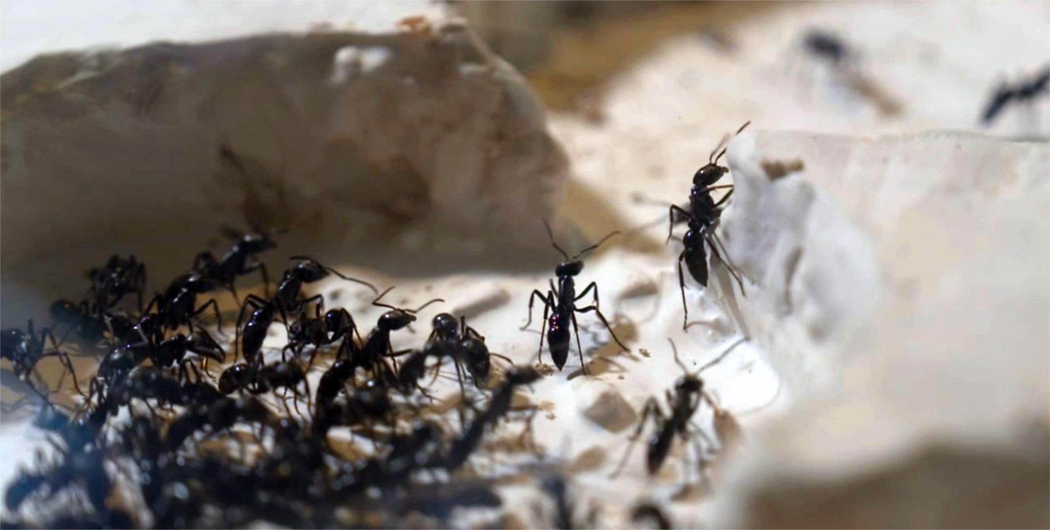 Forschung an Ameisen