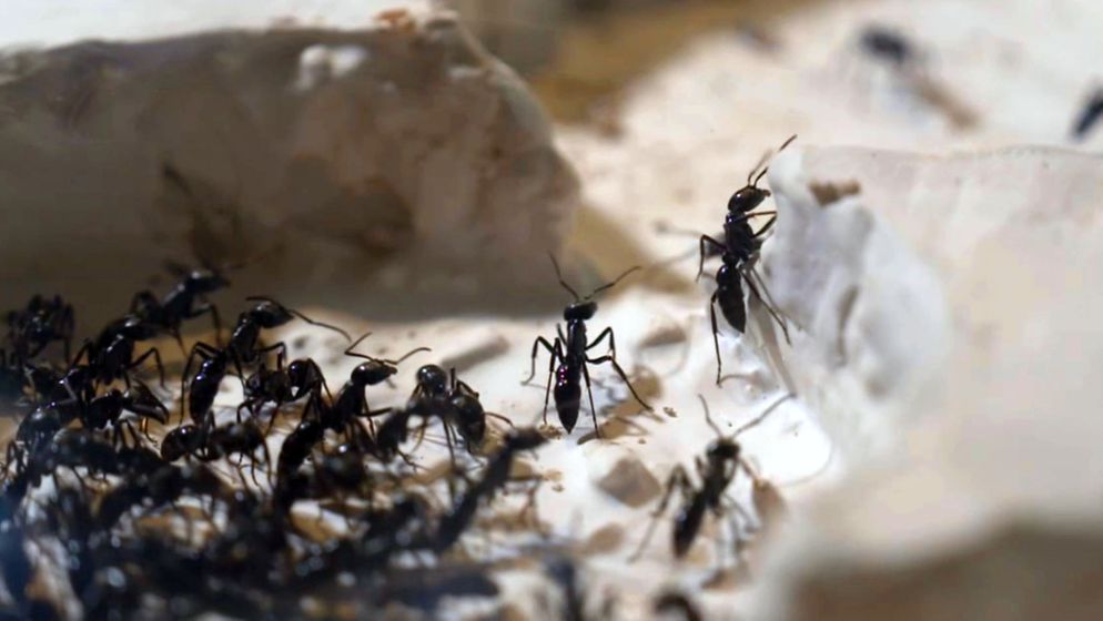 Forschung an Ameisen | Bild:BR
