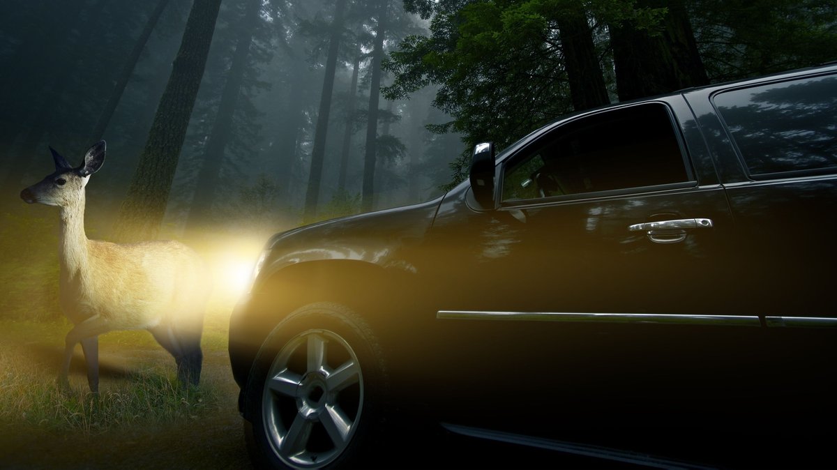 Reh wird von den Scheinwerfern eines Autos im Nebel angeleuchtet
