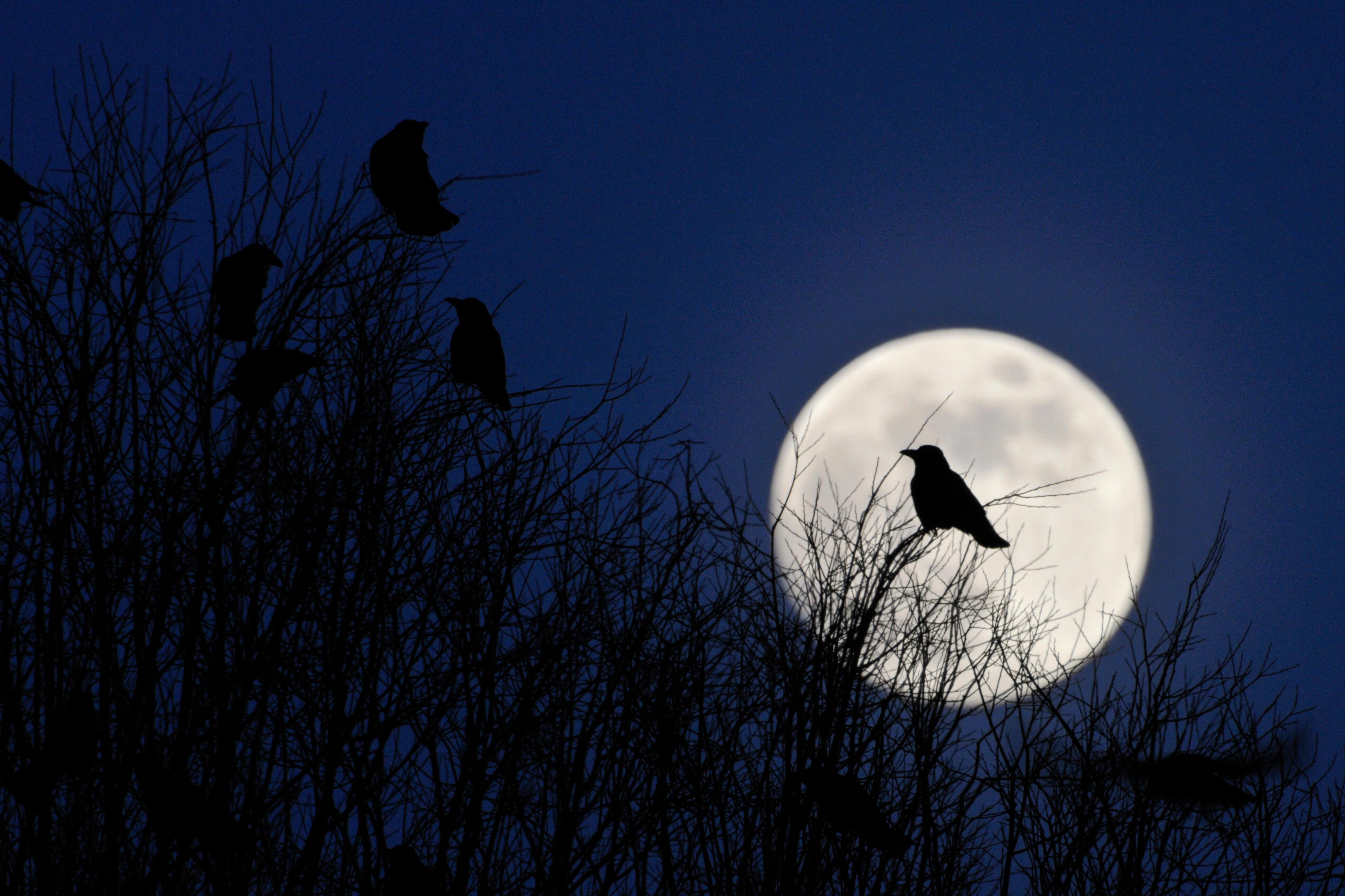 Saatkrähen sitzen in Bäumen vor einem Vollmond am Himmel. 