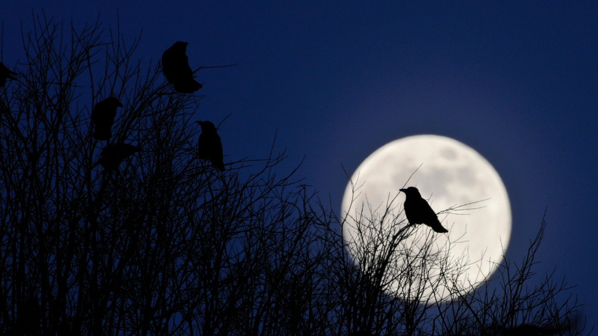 Ein Ort der Stille? Vogelschutz kontra Friedhofsfrieden