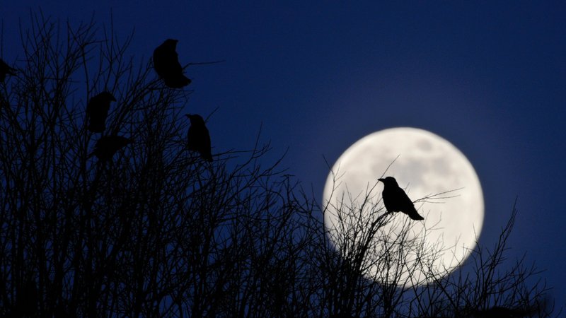 Saatkrähen sitzen in Bäumen vor einem Vollmond am Himmel. | Bild: pa/CHROMORANGE / A. Volz Saatkrähen sitzen in Bäumen vor einem Vollmond am Himmel.