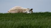 Schaf im Gras unter graublauem Himmel | Bild:picture alliance/dpa | Axel Heimken