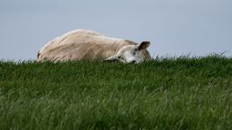 Schaf im Gras unter graublauem Himmel | Bild:picture alliance/dpa | Axel Heimken