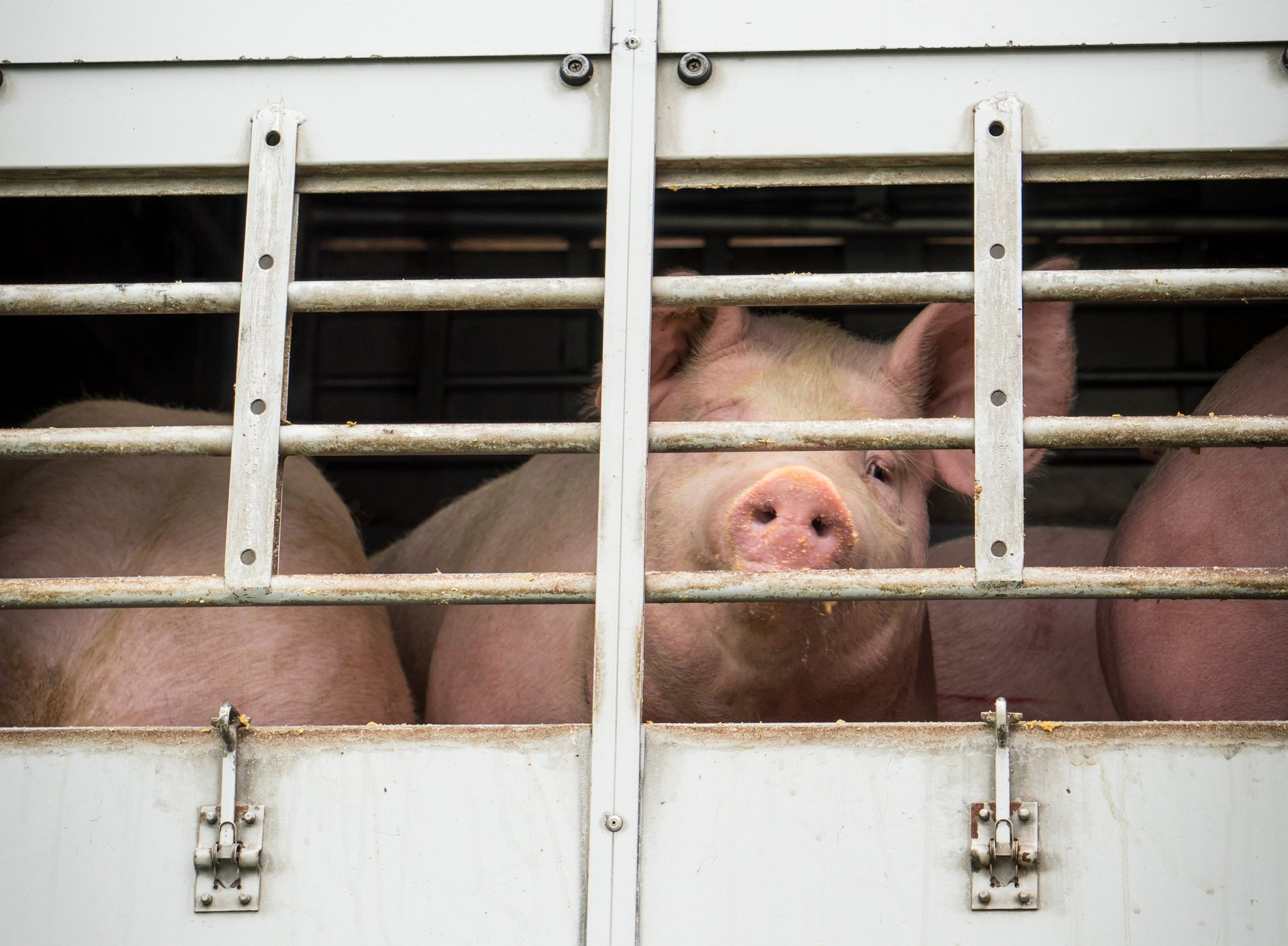 Der letzte Weg eines Mastschweins - mit dem Viehtransporter in den Schlachthof.