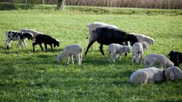 Schafe auf einer Weide (Symbolbild) | Bild:BR/Herbert Ebner