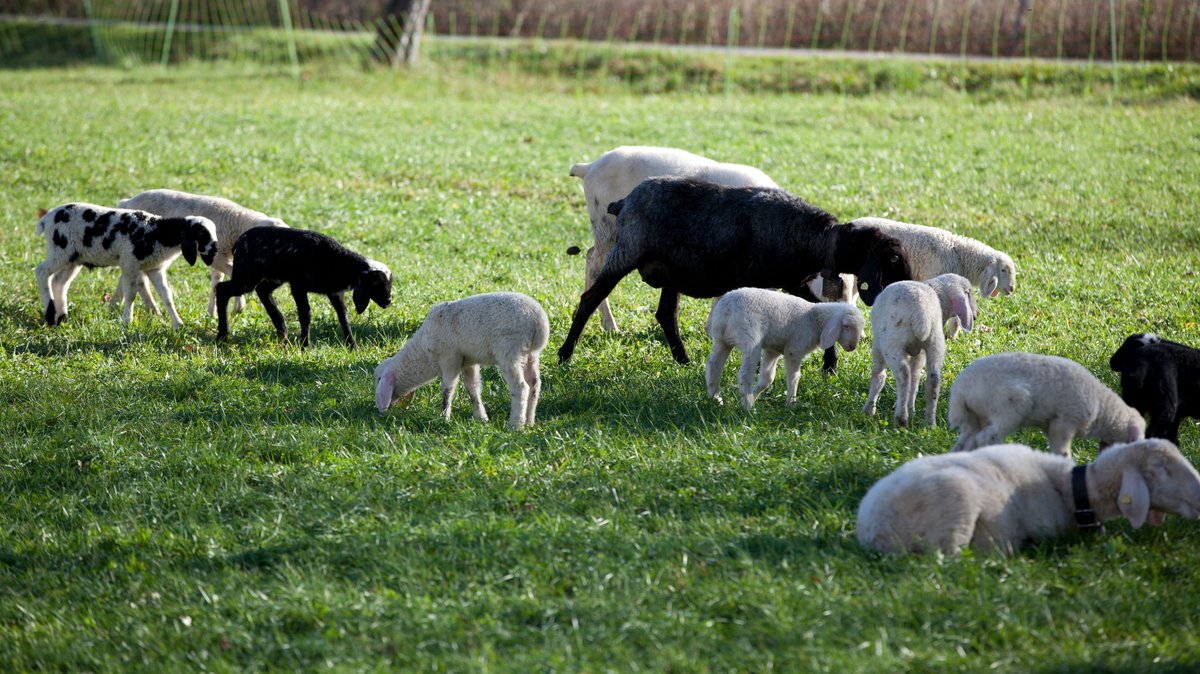 Schafe auf einer Weide (Symbolbild)