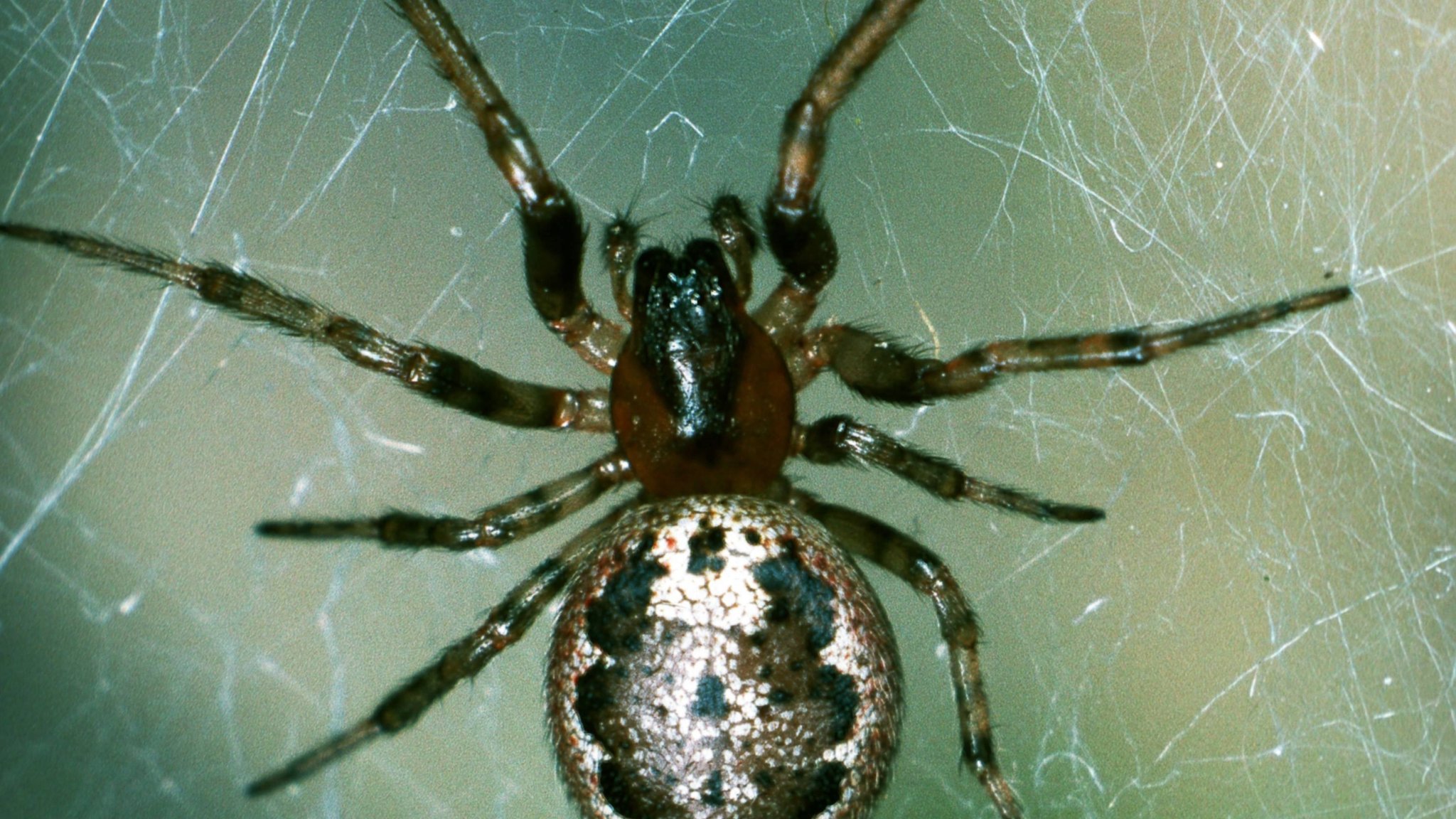 Sektorspinne.