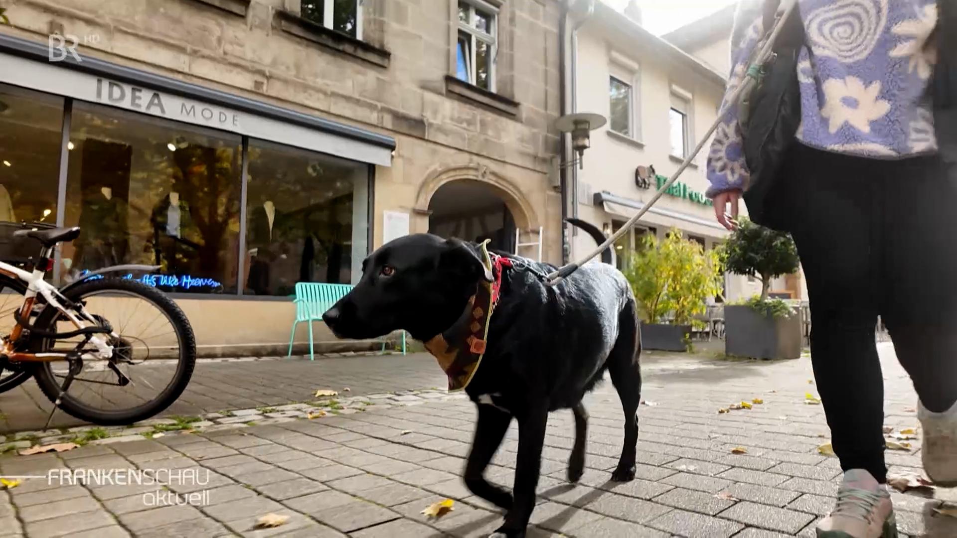Hund auf der Straße.