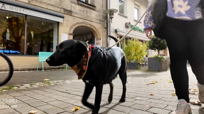 Hund auf der Straße. | Bild: BR Hund auf der Straße.