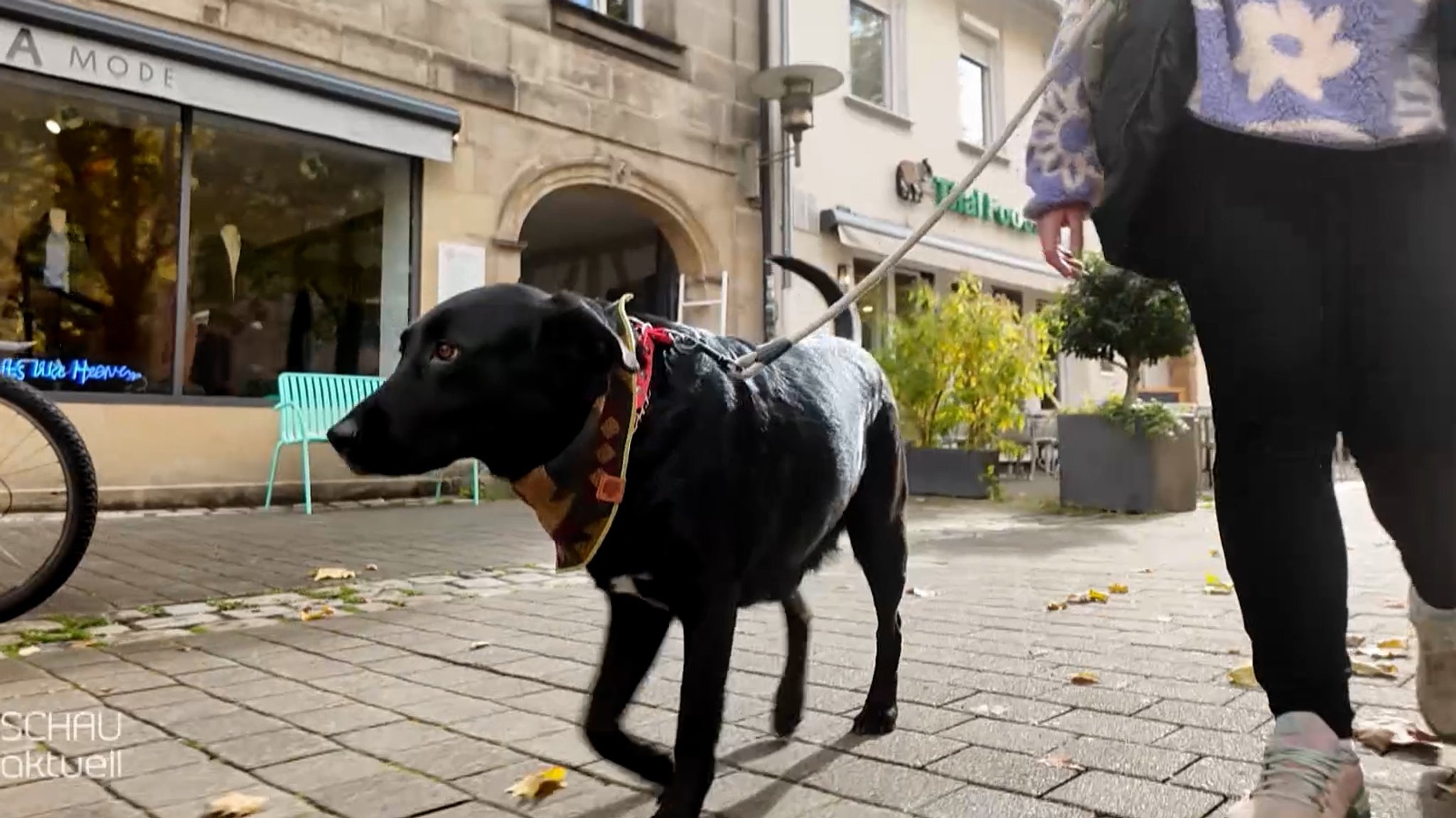 Hund auf der Straße. | Bild: BR Hund auf der Straße.