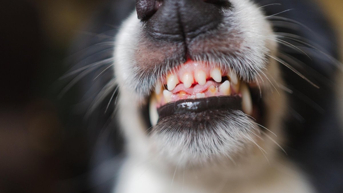 Aggressiver Hund lässt eigene Familie nicht mehr aus Hotelzimmer