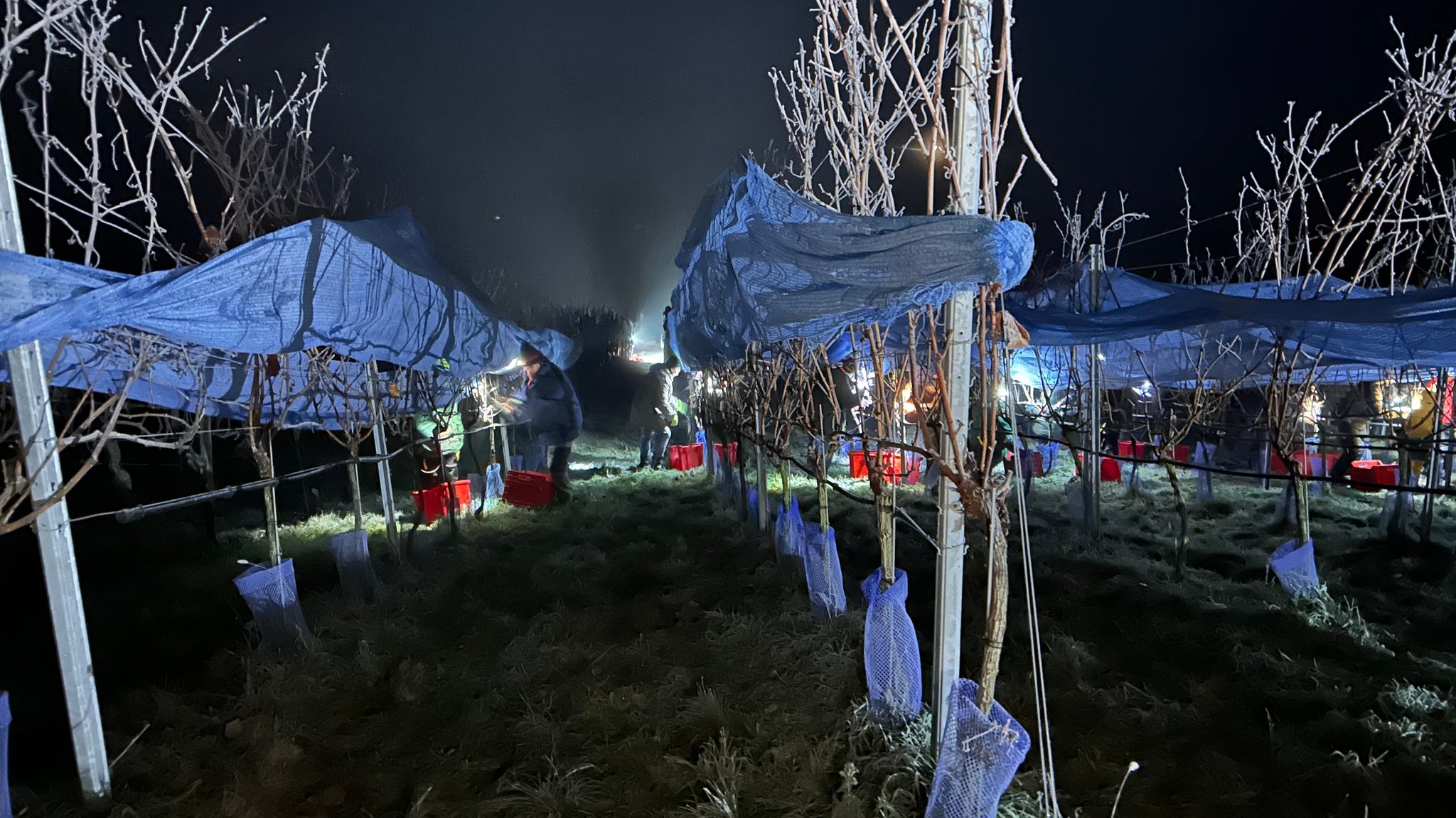 Eisweinlese bei Karlstadt