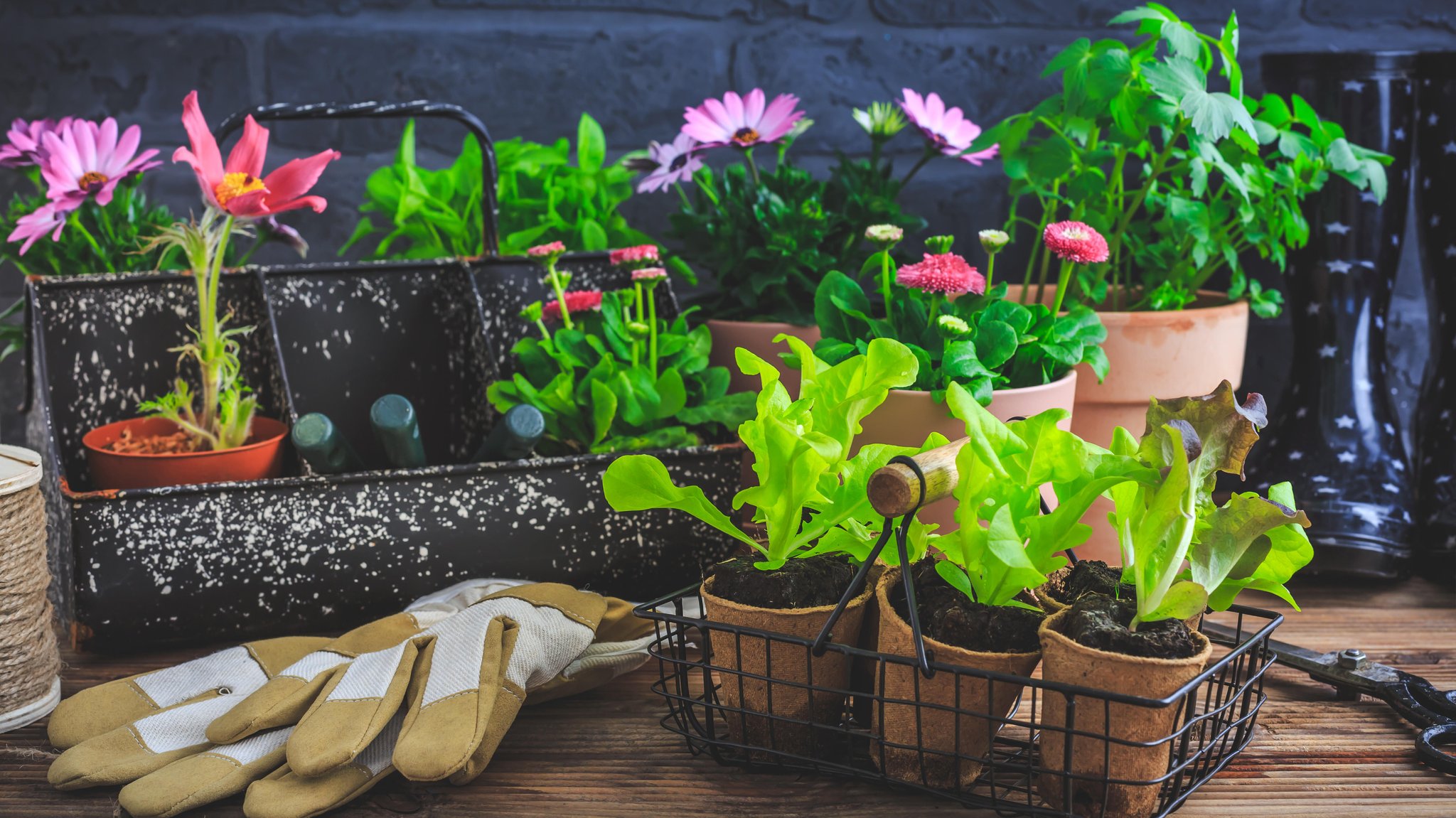 Frühling im Garten: Wie man Pflanzen im Beet vor Frost schützt