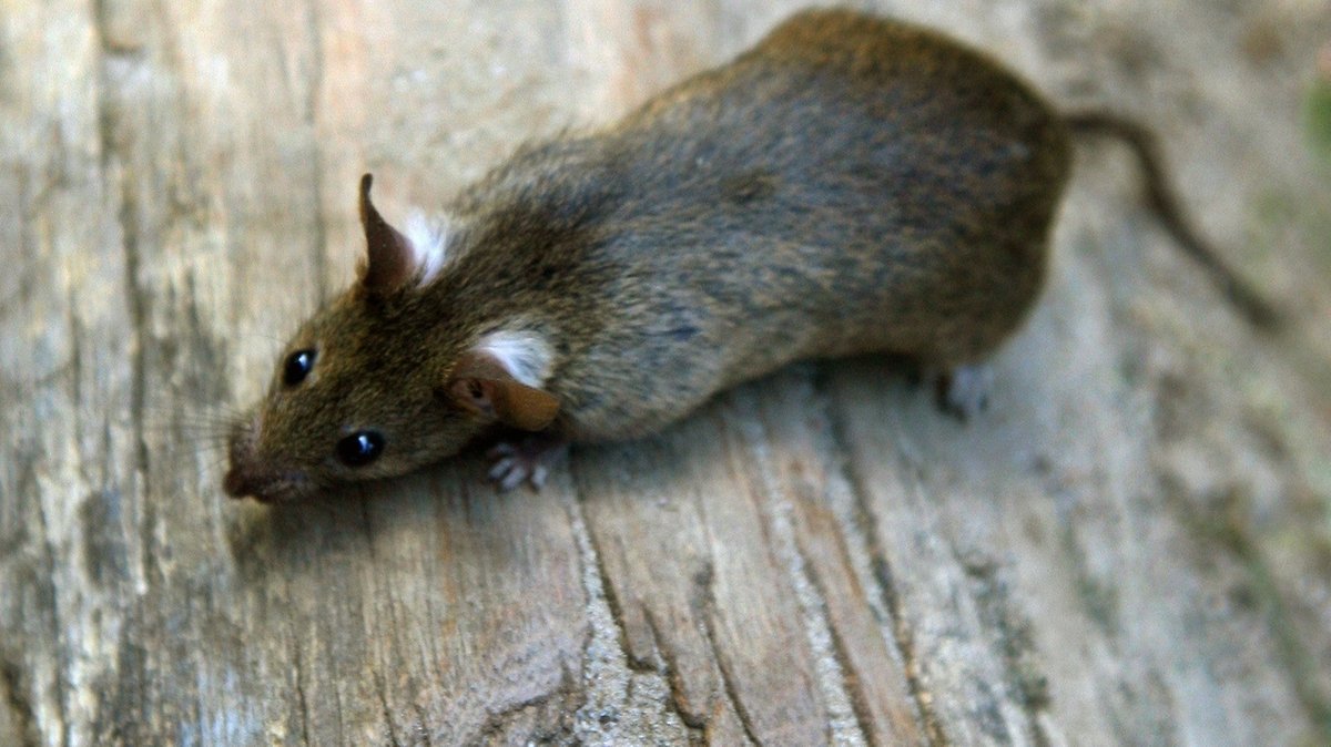 Wissenschaftler der Humboldt-Universität Berlin haben herausgefunden, dass Ratten gerne Verstecken spielen -  mit Menschen.