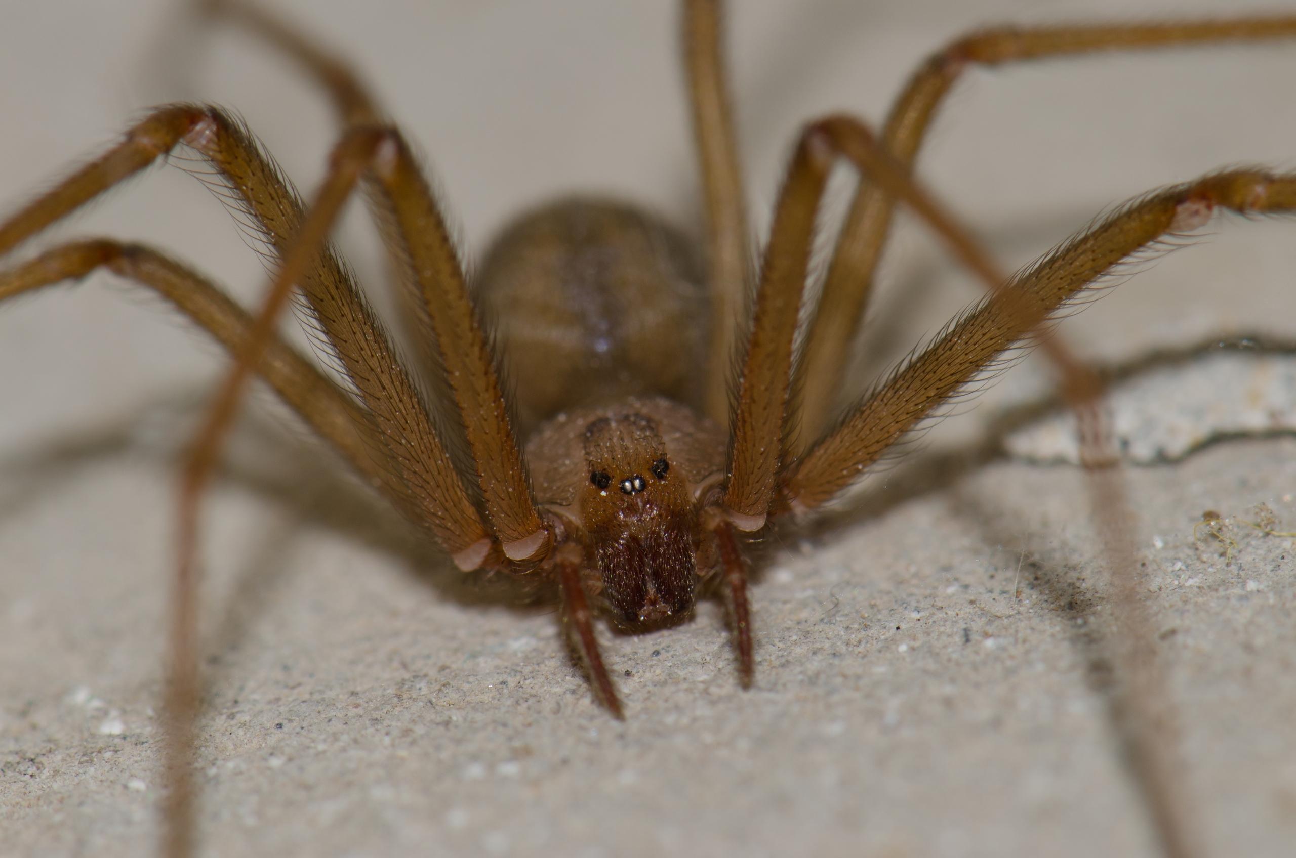 Eine Braune Violinspinne (Loxosceles rufescens), fotografiert auf der spanischen Insel Gran Canaria. Die Giftspinne breitet sich immer weiter aus und ist inzwischen weltweit zu finden. Auch in unseren Urlaubsländern. Sie beißt selten, doch ihr Biss kann tödlich sein.