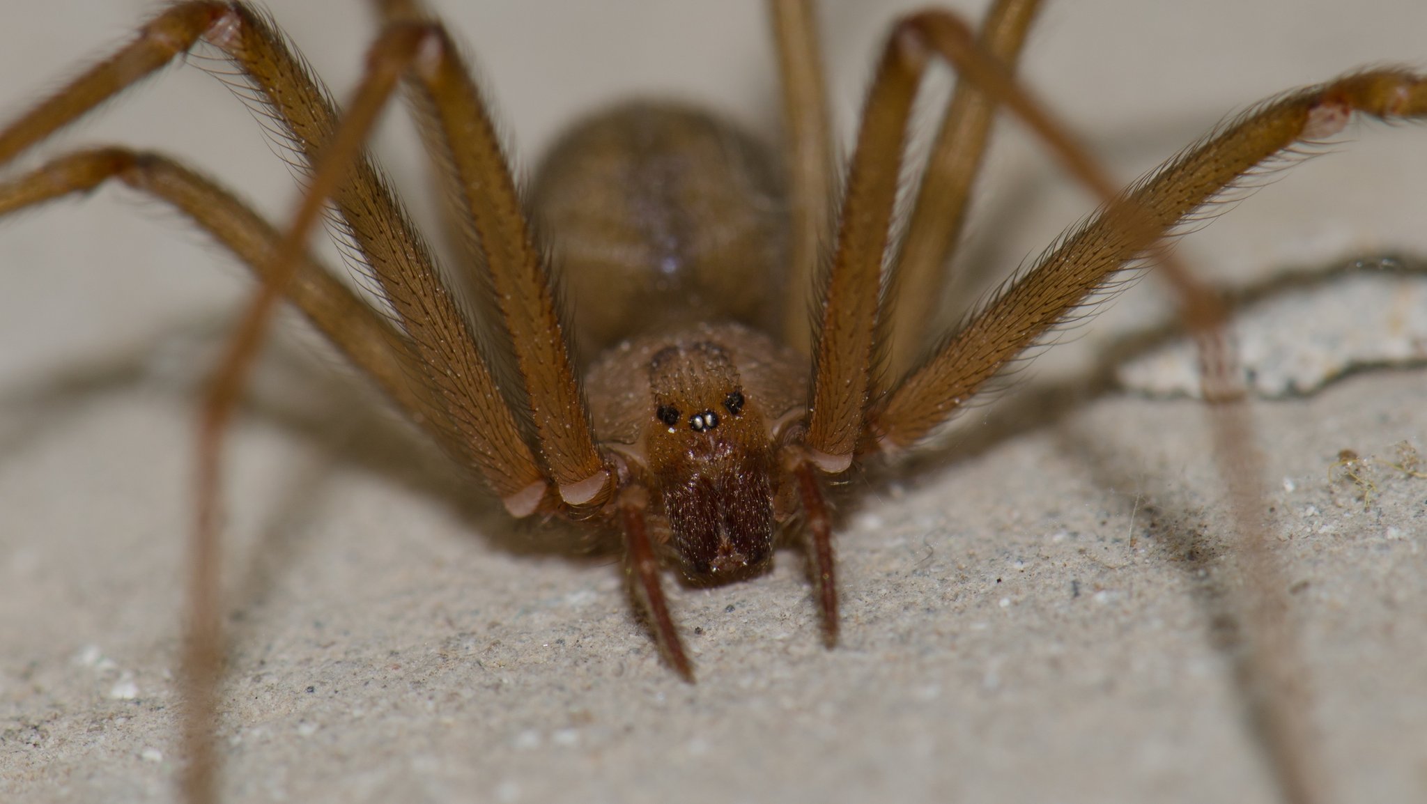 Eine Braune Violinspinne (Loxosceles rufescens), fotografiert auf der spanischen Insel Gran Canaria. Die Giftspinne breitet sich immer weiter aus und ist inzwischen weltweit zu finden. Auch in unseren Urlaubsländern. Sie beißt selten, doch ihr Biss kann tödlich sein.