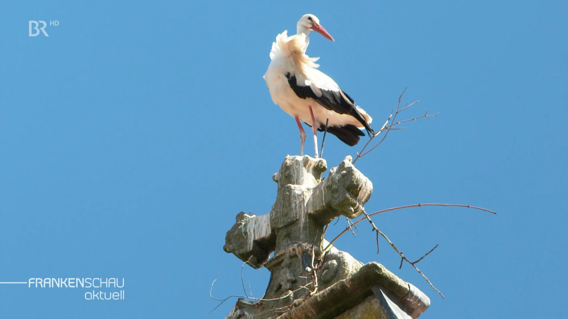 Storch in seinem Nest.