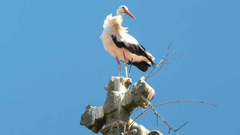 Storch in seinem Nest. | Bild: BR Storch in seinem Nest.