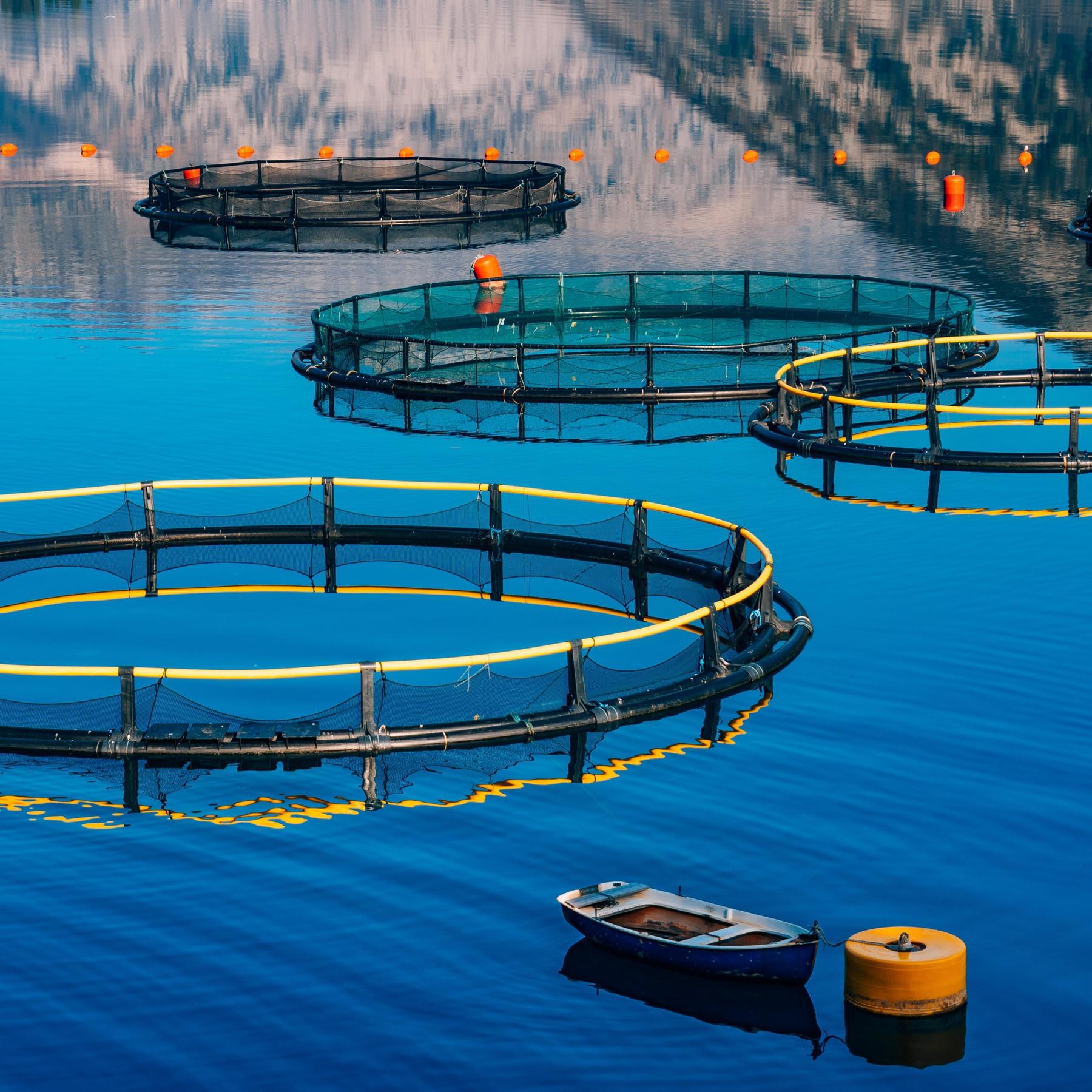 Aquakultur - Tierzucht in Wasserfarmen