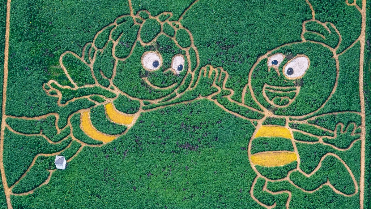 Biene Maja und Willi in einem Feld am Ufer des Ammersees