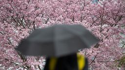 Ein Mann geht mit Regenschirm vor einem blühenden Kirschbaum vorbei | Bild:dpa-Bildfunk/Sebastian Gollnow