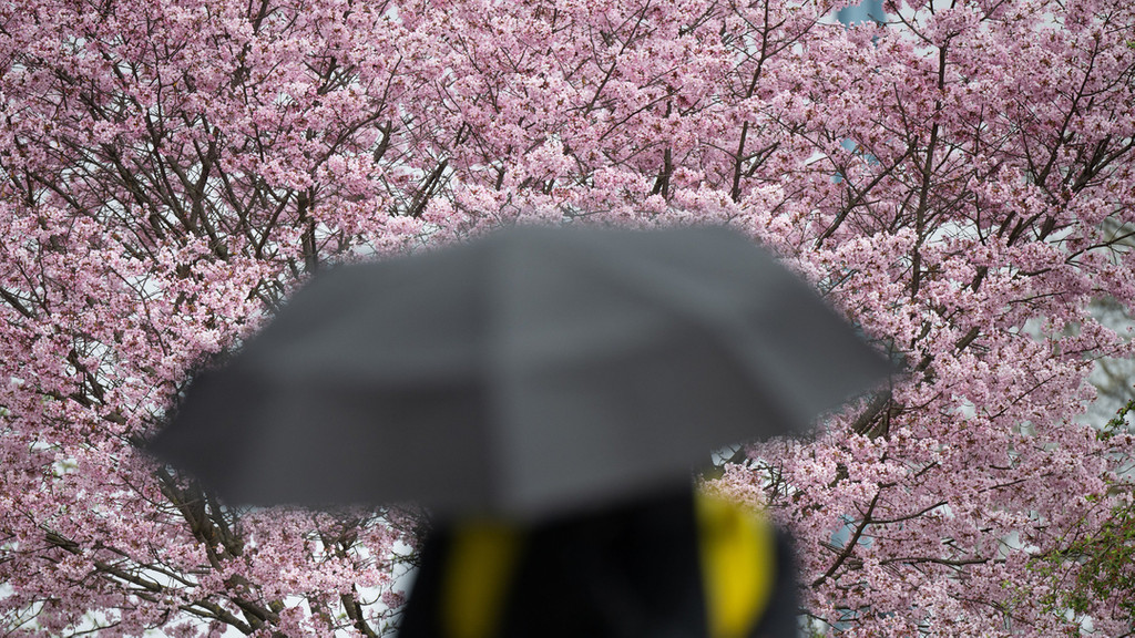 Ein Mann geht mit Regenschirm vor einem blühenden Kirschbaum vorbei