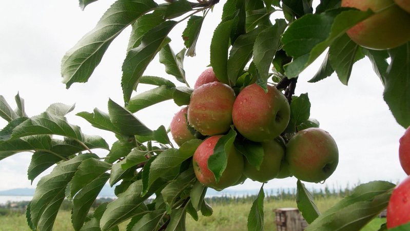Nach Kälte im Frühjahr, langer Trockenheit im Sommer und zuletzt Starkregen werden die Apfelbauern weniger ernten als im vergangenen Jahr. Dennoch dürfte der Ertrag im Durchschnitt liegen.