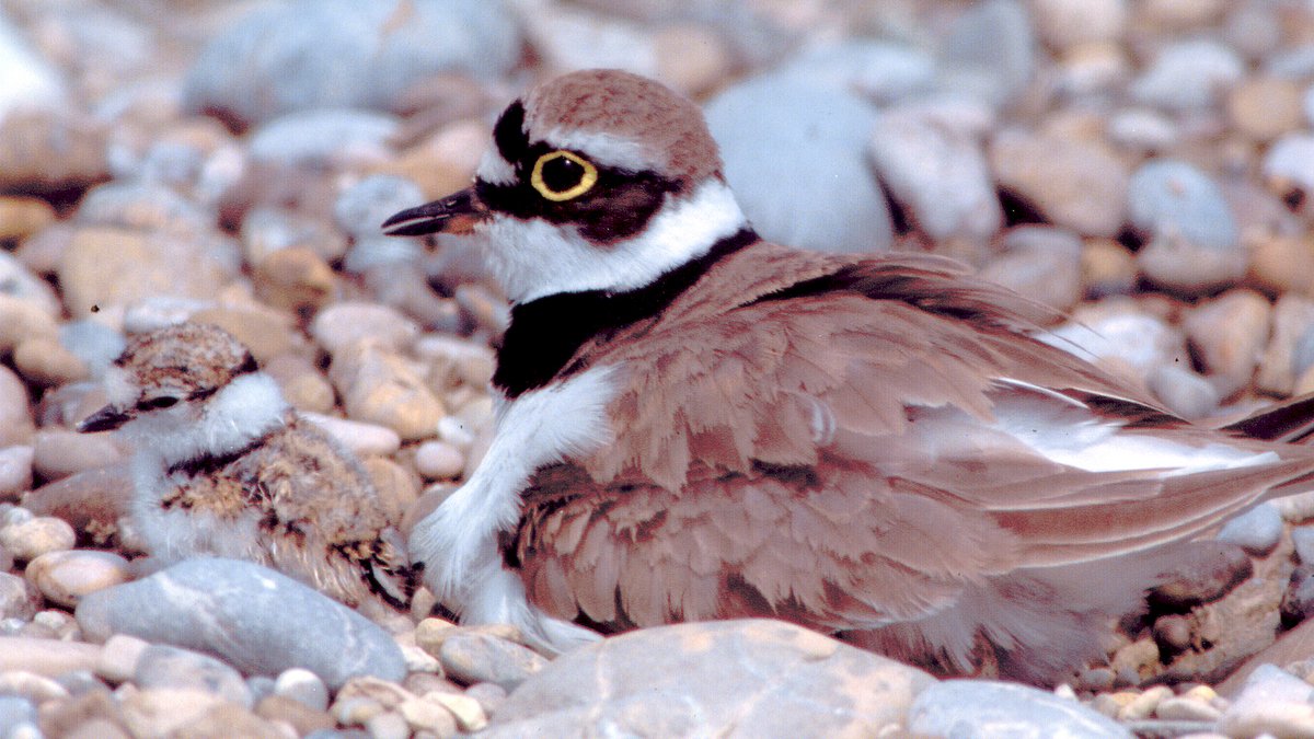 Wegen seltener Vogelarten: Isartal teilweise gesperrt