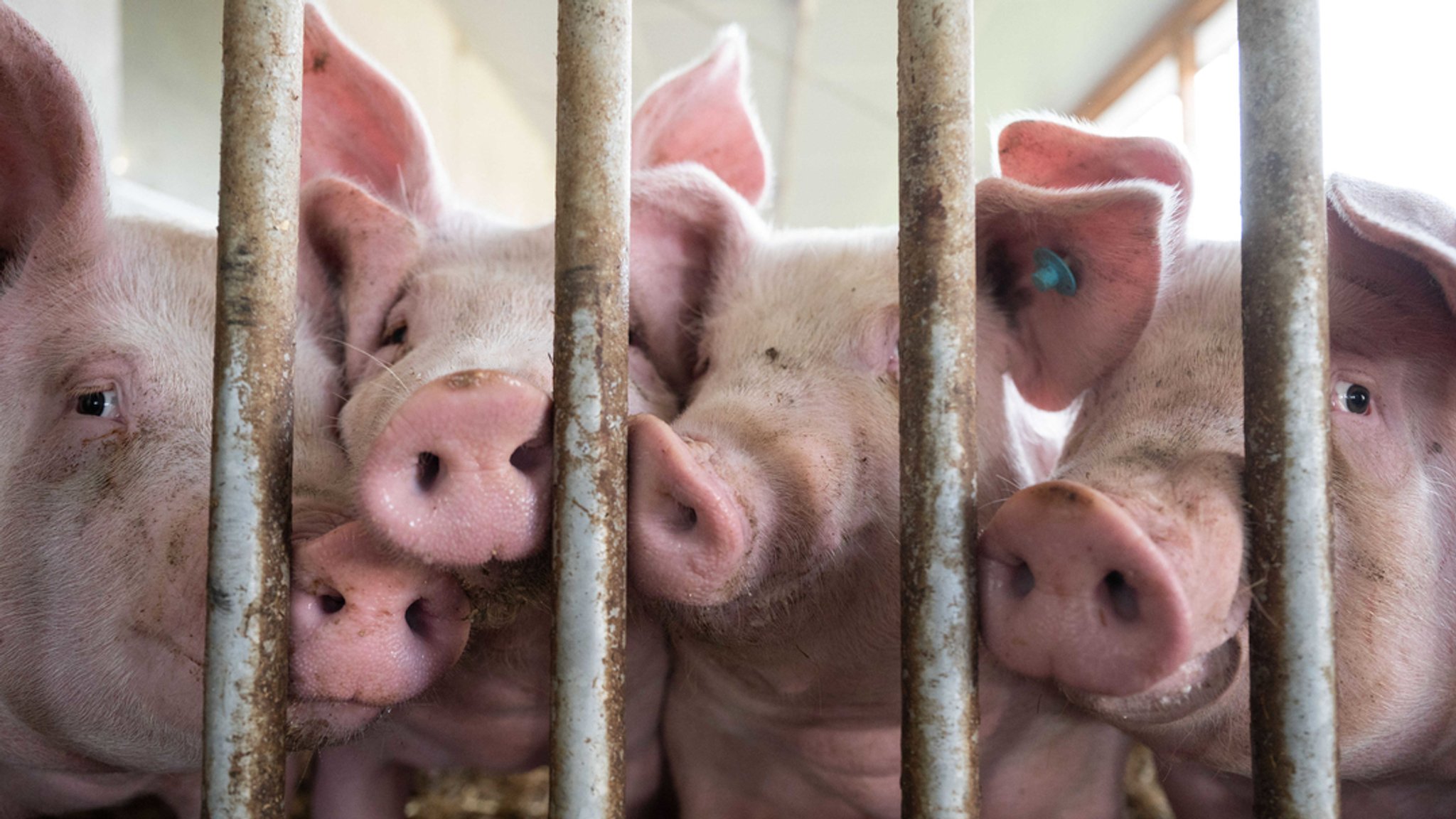 Schweine liegen in der Bucht eines Tierwohl-Schweinestalls