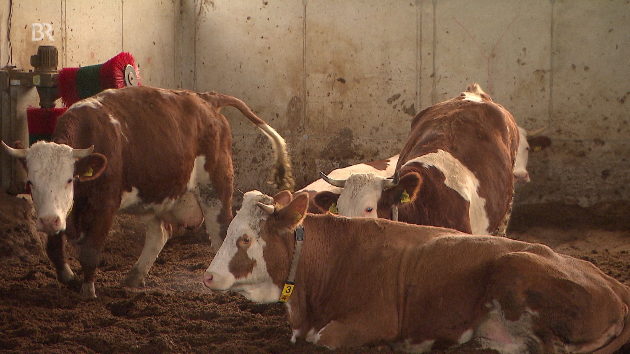 Kompost-Stall: Mehr Tierwohl durch Sägespäne