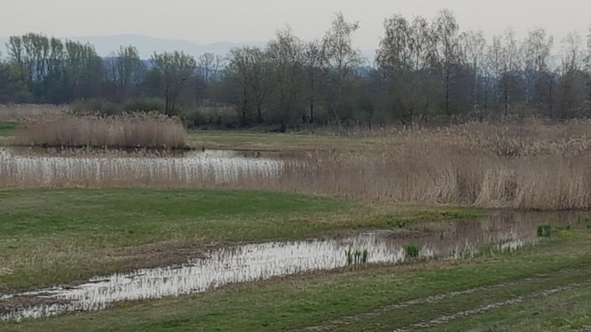 Wiesenbrüter finden nur noch wenige Gebiete in Bayern, in denen sie leben können - wie hier im Donautal 