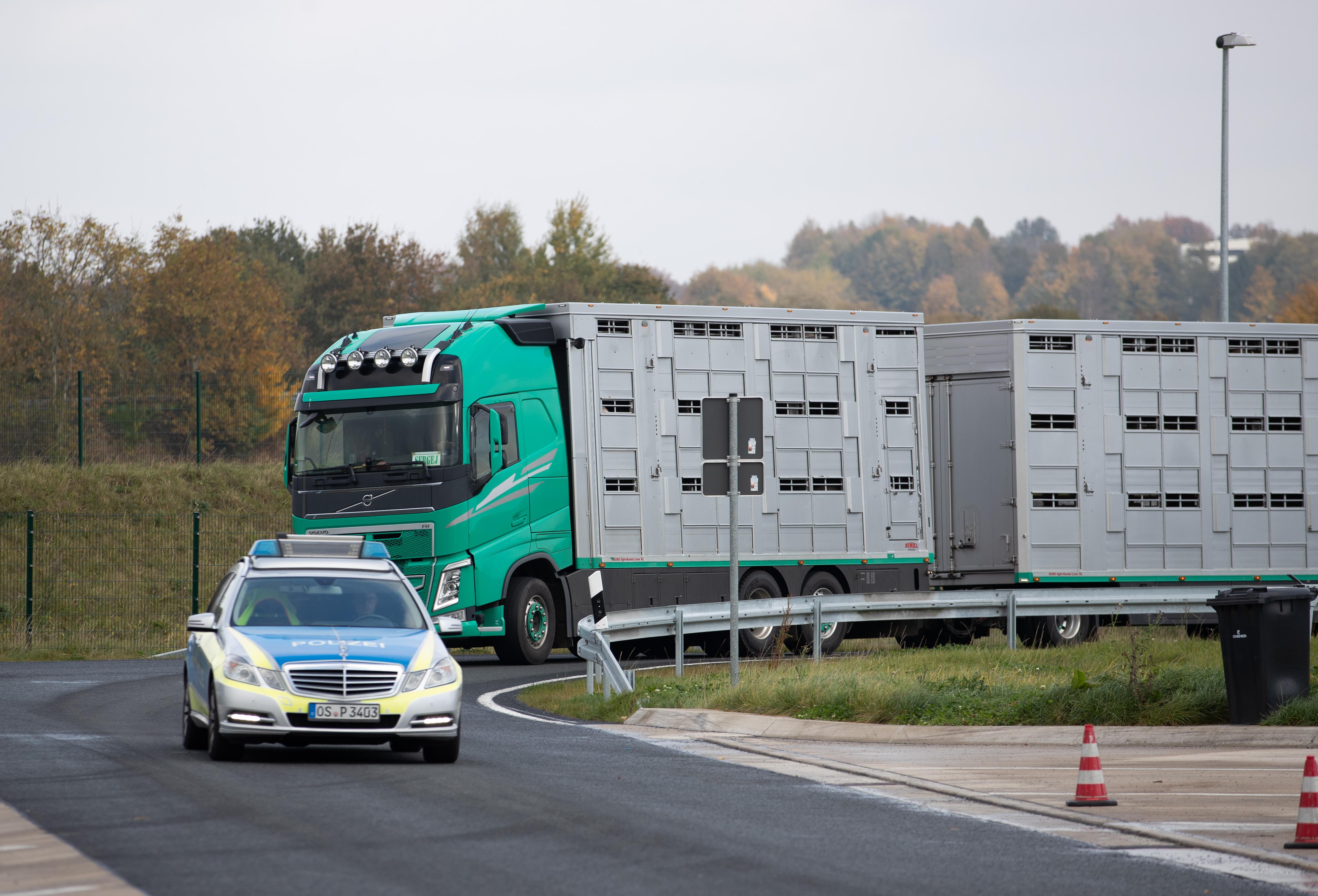 Nach Unfall Von Tiertransporter - Mehrere Schweine Getötet | BR24