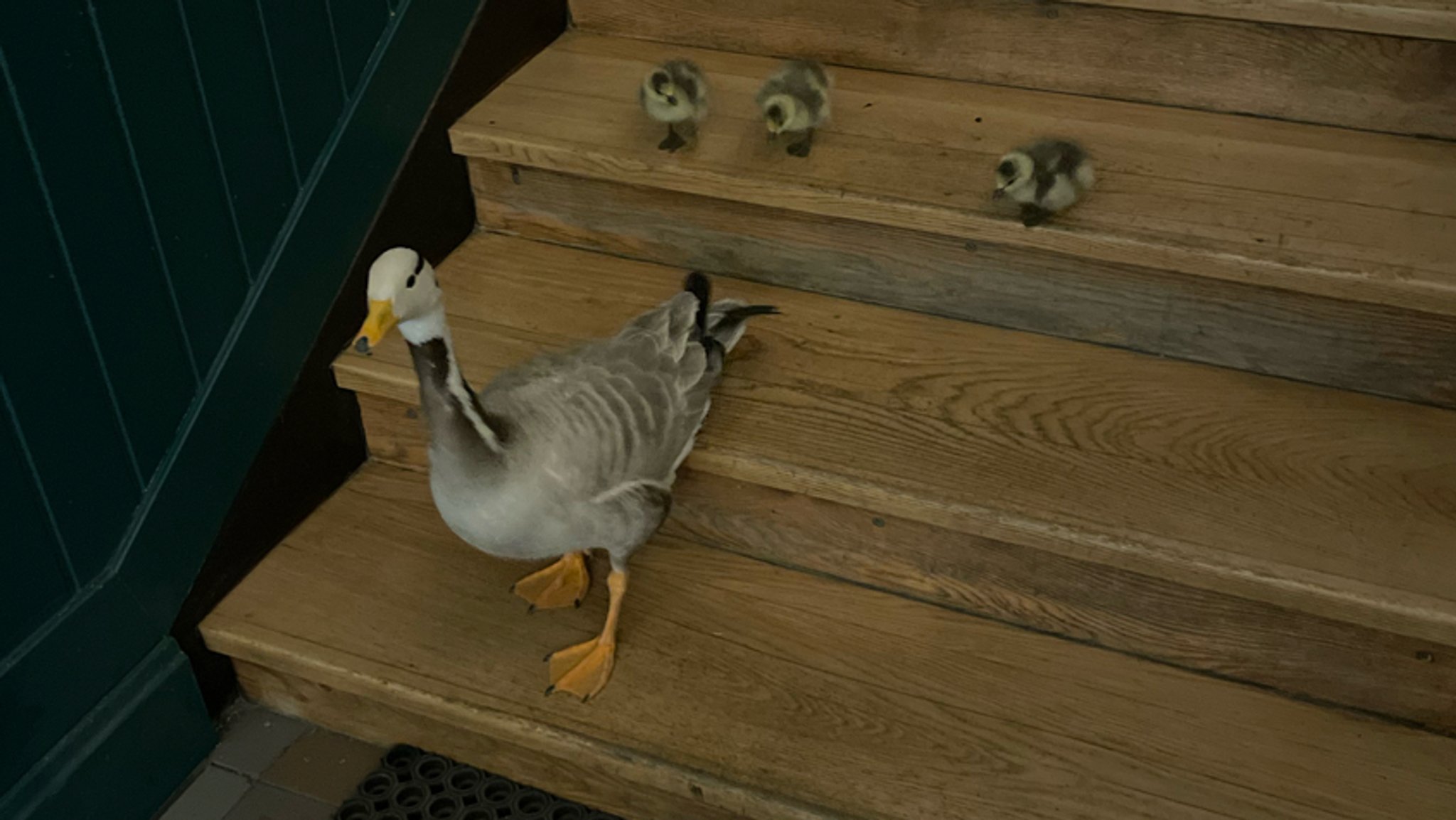 Eine Gänsefamilie hat sich am Wochenende in ein Münchner Wohnhaus verirrt. | Bild: Polizei München Eine Gänsefamilie hat sich am Wochenende in ein Münchner Wohnhaus verirrt.