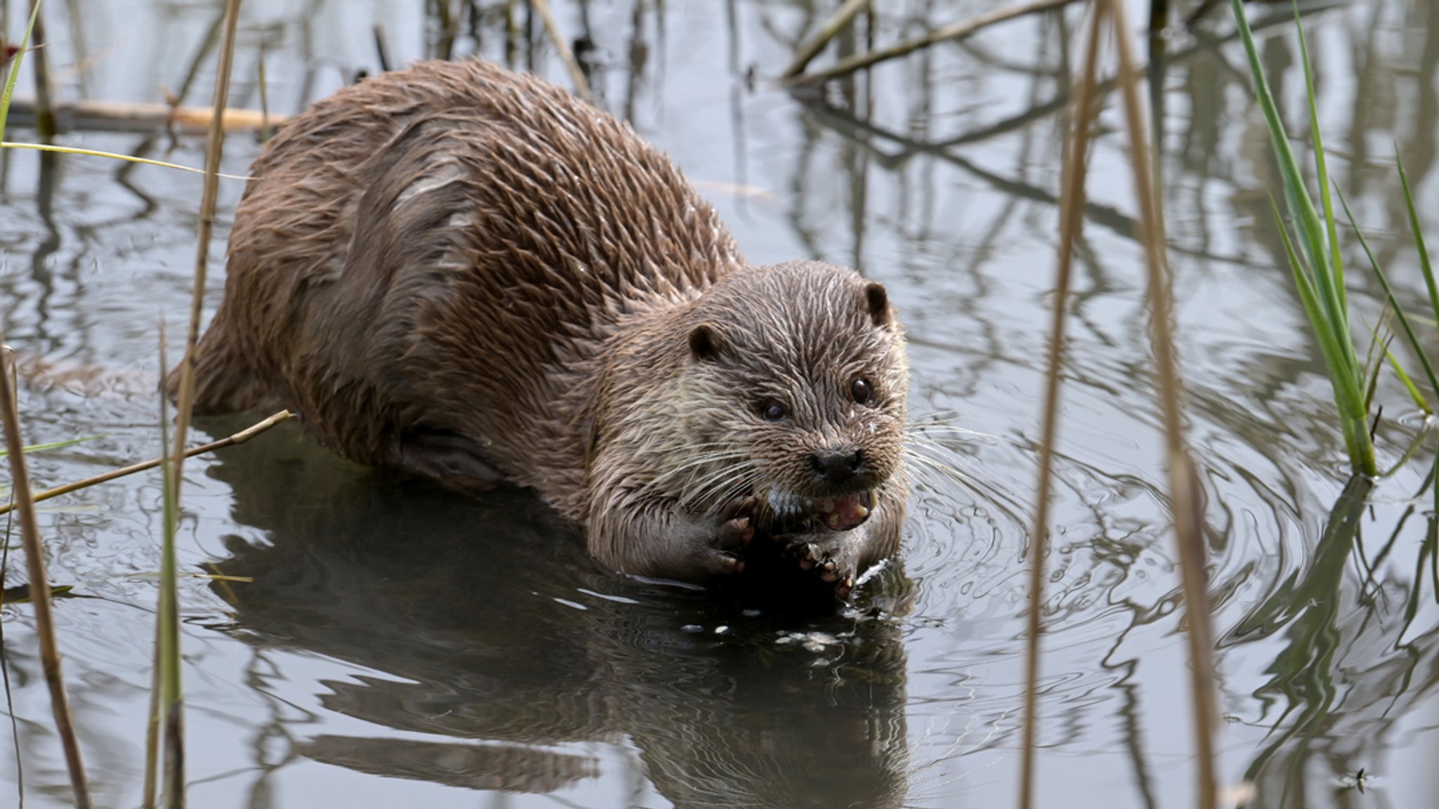 Ein Fischotter in einem Teich