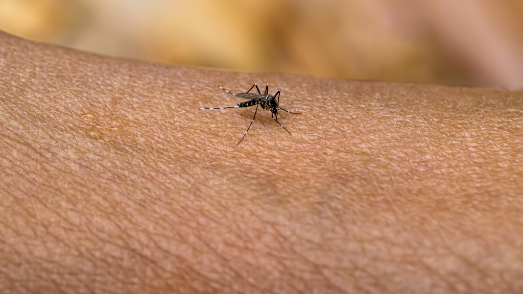 Mücke auf Haut