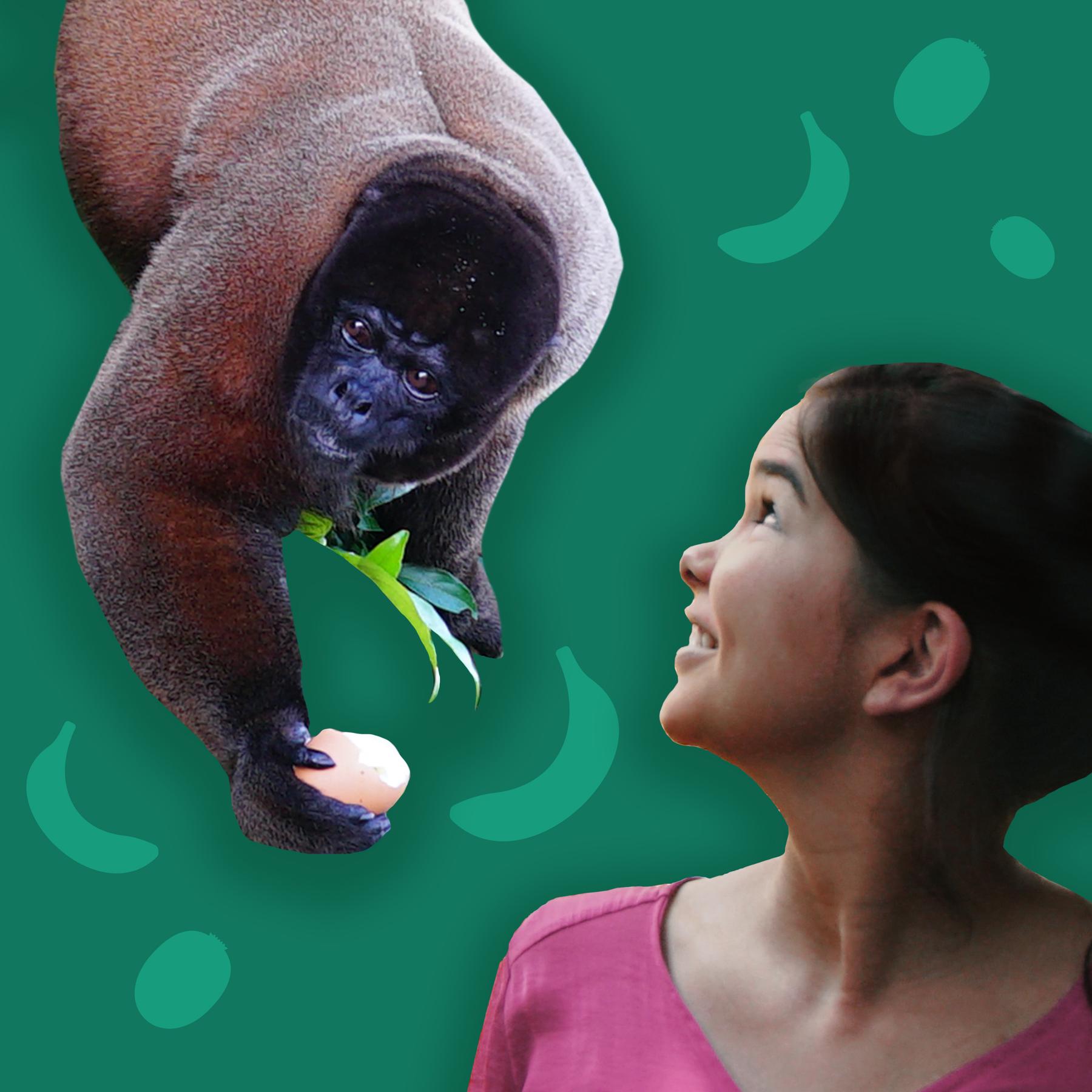 Wollaffen - Flauschige Akrobaten aus dem Regenwald