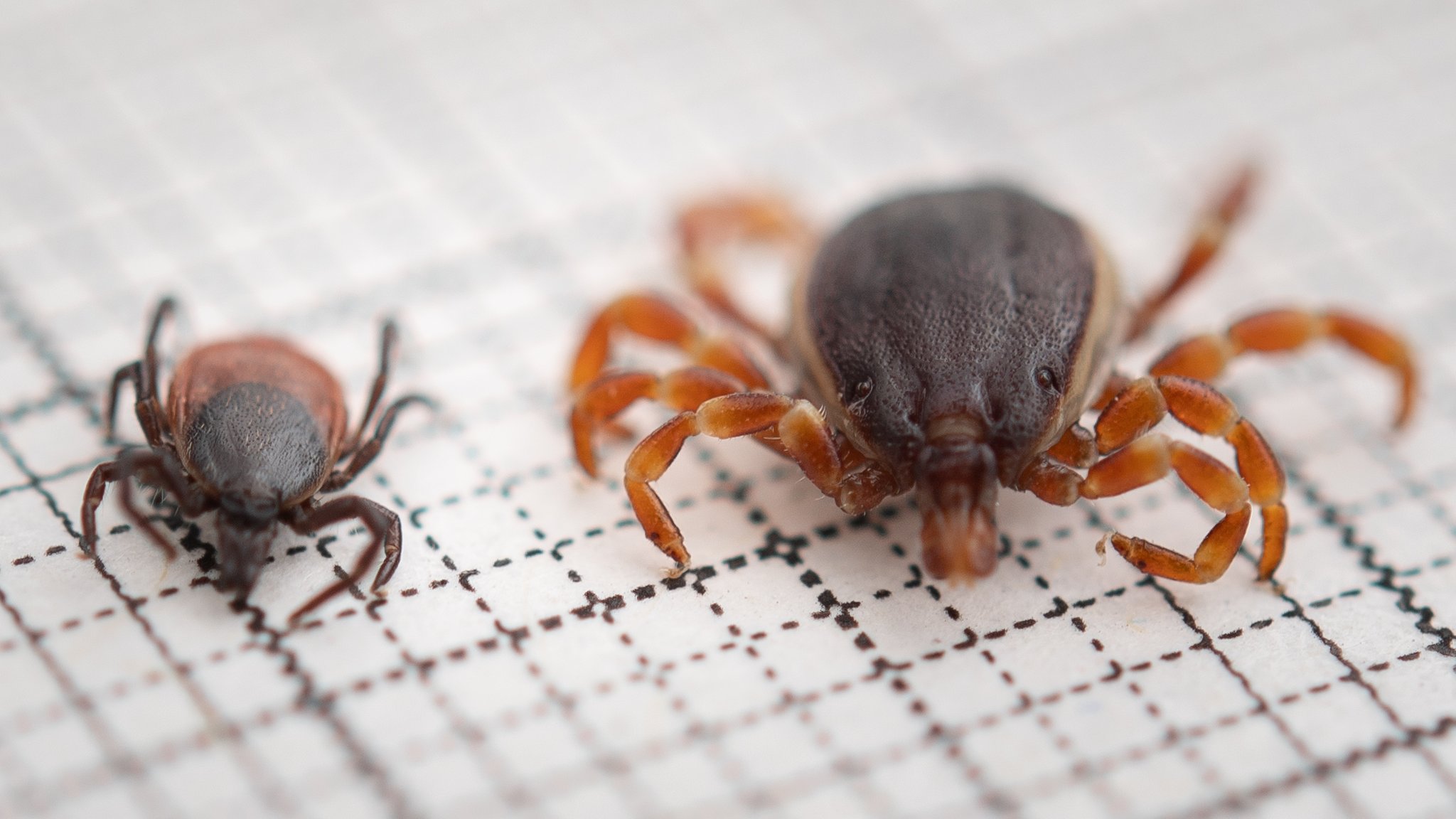 Eine Hyalomma rufipes (r) (Männchen) Zecke liegt neben einer gemeiner Holzbock-Zecke (Ixodes ricinus, Weibchen) auf einem Millimeterpapier.