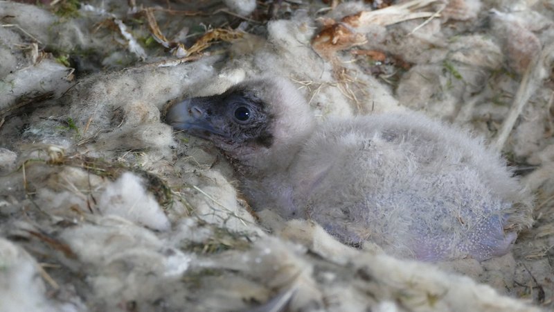 Ein kleines flauschiges Bartgeier-Küken in seinem Nest.